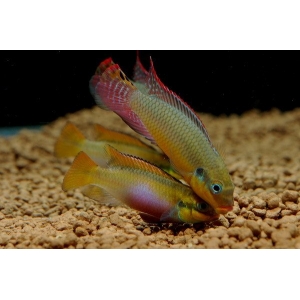 Pelvicachromis Taeniatus Moliwe 4-5cm